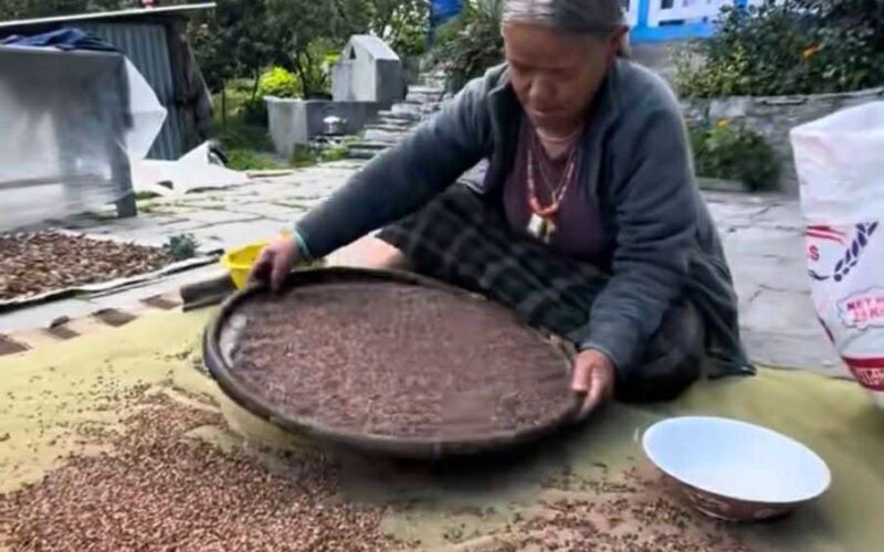 फापर थन्क्याउनमा व्यस्त मनाङी किसान