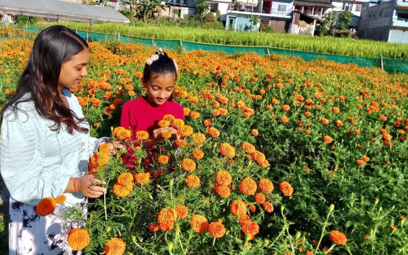 विद्यार्थीको फूल बगैंचा : तिहारमा धमाधम बिक्री