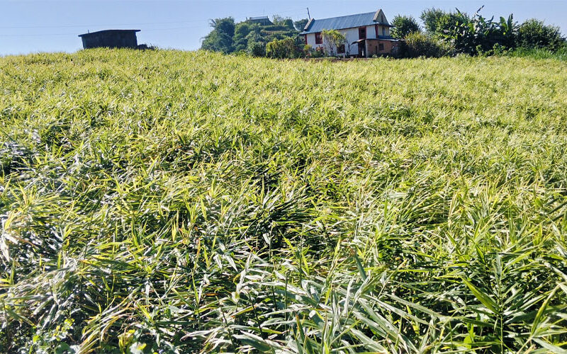 अदुवाले मूल्य नपाएपछि किसान चिन्तित