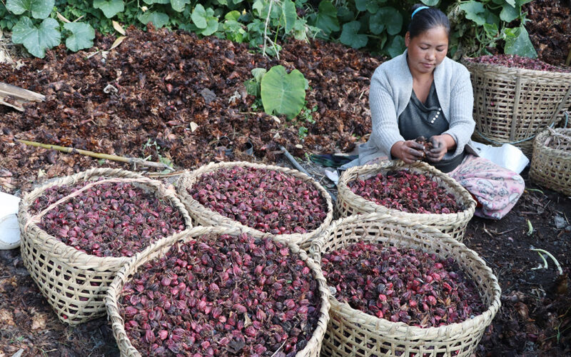दसैँपछि अलैँचीको मूल्य वृद्धि