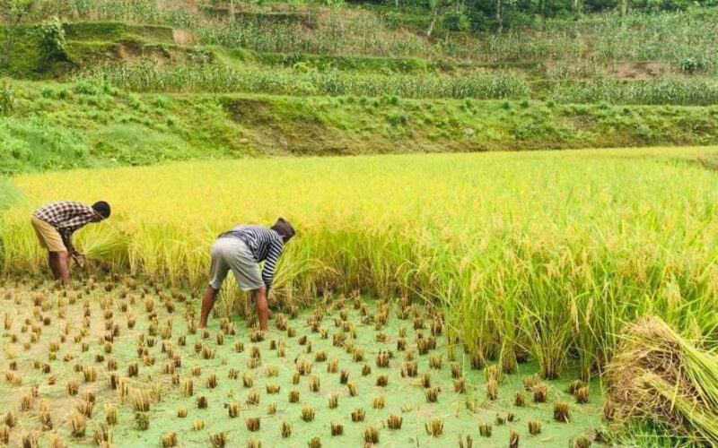 धान भित्र्याउने काममा व्यस्त सप्तरीका किसान