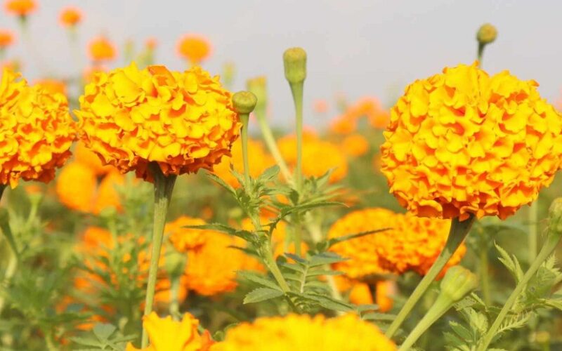 भारतीय फूलको आयातले बाँकेका पुष्प व्यवसायी संकटमा