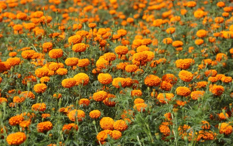 तिहारमा फूलको मागमा आत्मनिर्भरता : ८७% स्वदेशमै उत्पादन