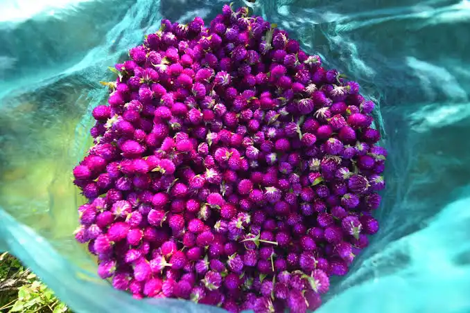 फूल किसानको गुनासो : उचित मूल्य पाएनौं, सरकारले तोकिदेओस्