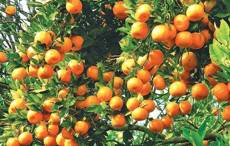 सुन्तला टिप्न किसानलाई भ्याइनभ्याई