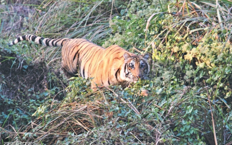 पुसदेखि बाघ गणना हुँदै