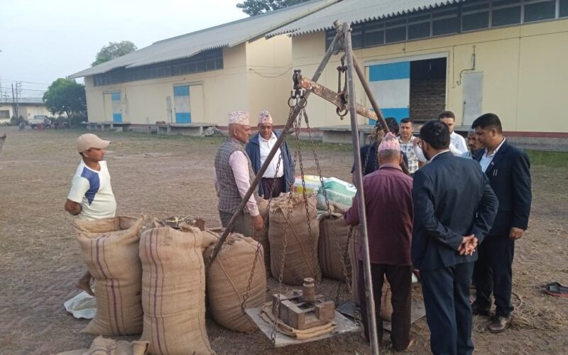 एक हप्तामै साढे चार हजार क्विन्टल खरिद