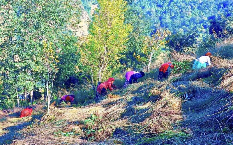 खर काट्न व्यस्त महिला