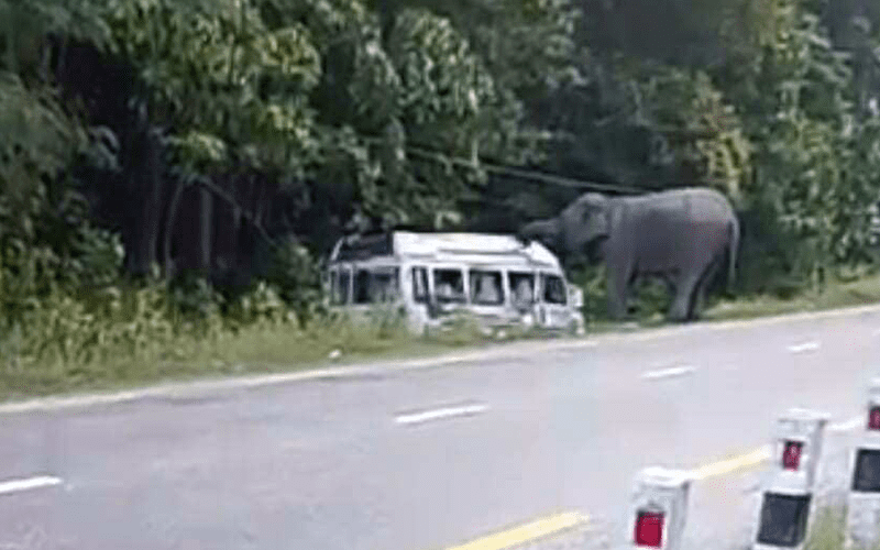 सडकमा जंगली हात्तीको आतंक, ट्रक चालकको लियो ज्यान