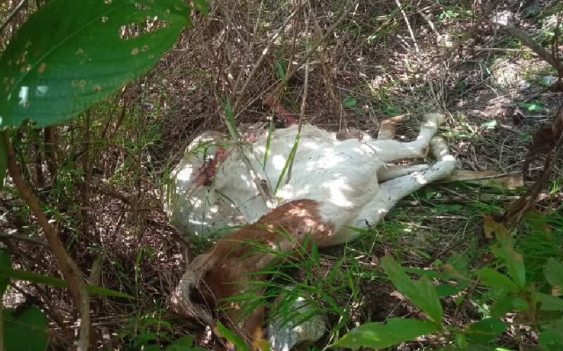 मकवानपुरगढीमा बाघ आतङ्क :  दुई बाख्रा मारिए