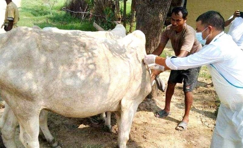 बाँकेका पशु चौपायामा देखिएको ‘लम्पी स्किन’ रोग नियन्त्रणमा