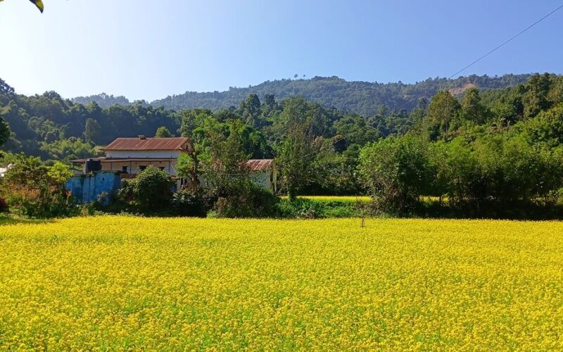 किसानको बारीमा फुल्यो तोरी