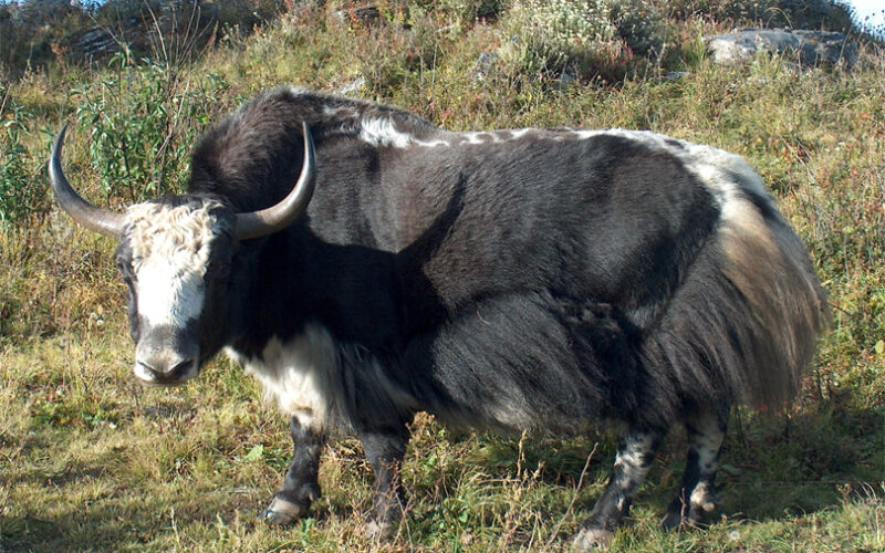 ताप्लेजुङमा  चौँरीको आक्रमणले विदेशी नागरिक घाइते