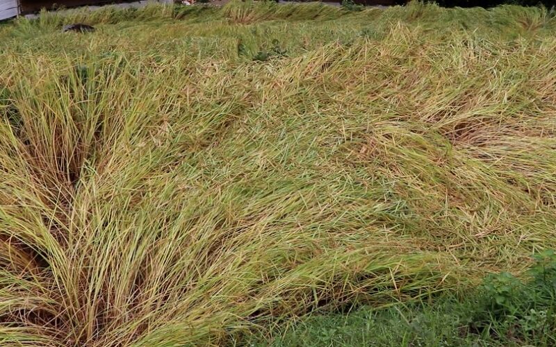 तेह्रथुममा अविरल वर्षाले किसानको बाली नष्ट, स्थानीय अर्थतन्त्र सङ्कटमा