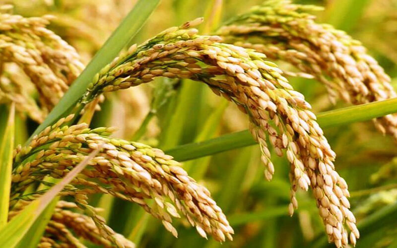 यस वर्ष कैलालीमा धान उत्पादन घट्यो