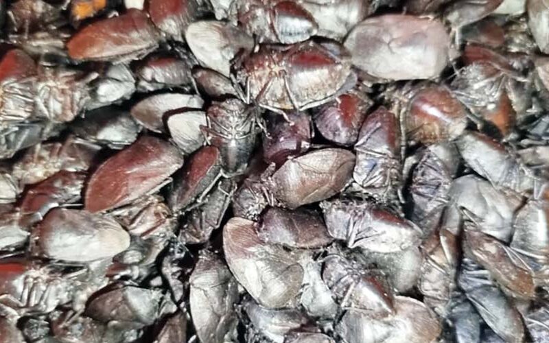 पतेरो किरा खोज्नेको भिड