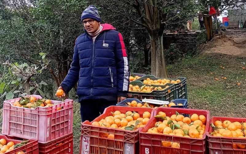 गोरखामा सुन्तला खोज्दै व्यापारी बारीमा