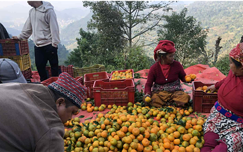 बेनीकोटमा उत्पादित सुन्तला ढुवानीमा समस्या