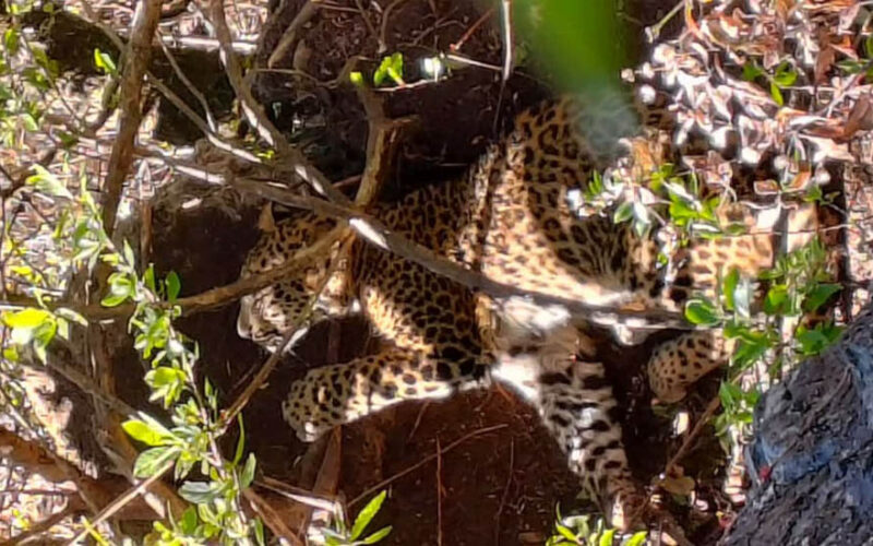 चितुवा पासोमा फसेको अवस्थामा भेटियो