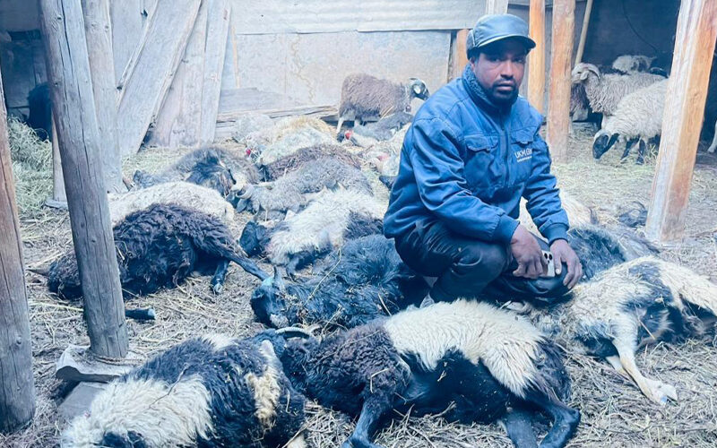 मुस्ताङमा हिउँ चितुवाको आक्रमणबाट १९ भेडा मरे