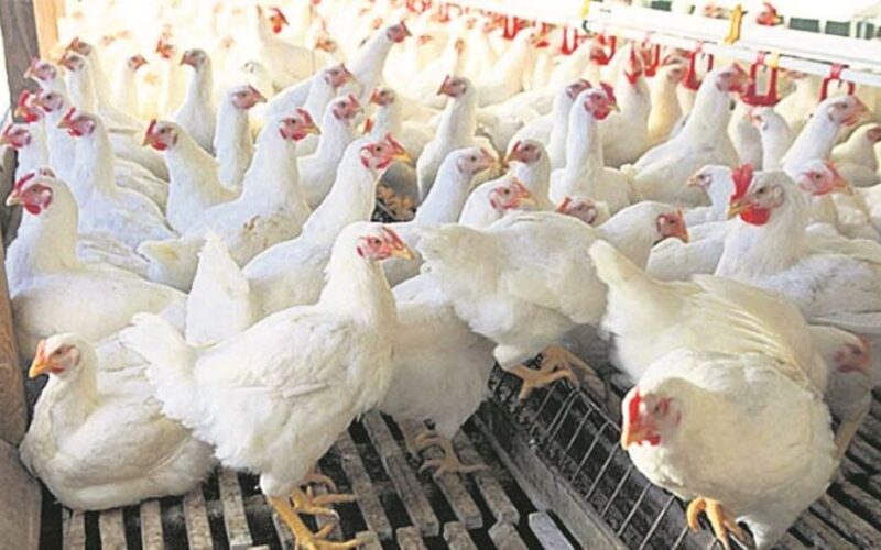 कुखुरामा ‘एनेमिया भाइरस’