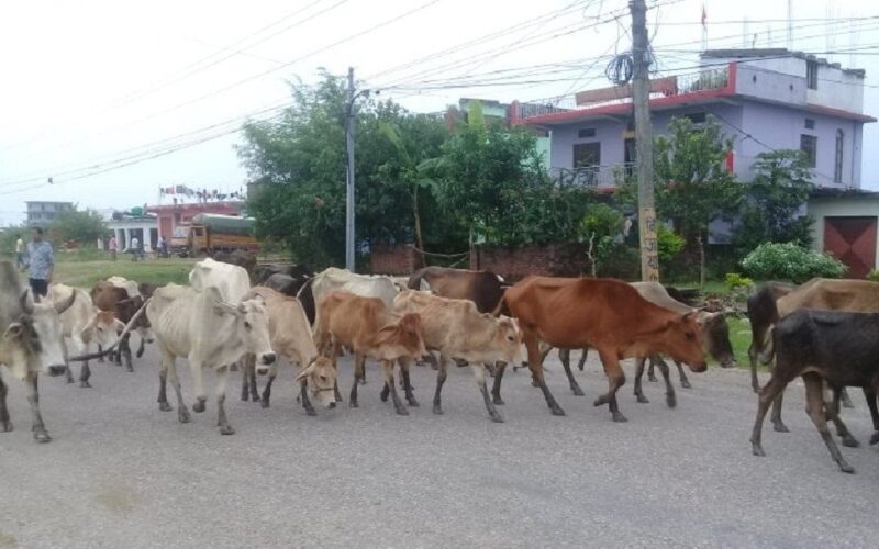 लुम्बिनी प्रदेशमा करिब १२ हजार सात सय छाडा चौपाय : सर्वेक्षण