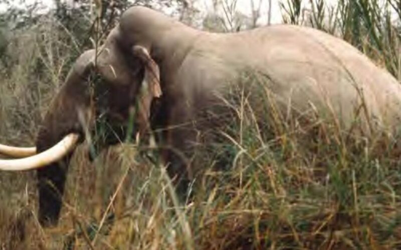 जङ्गली हात्तीको आक्रमणबाट एक जनाको मृत्यु