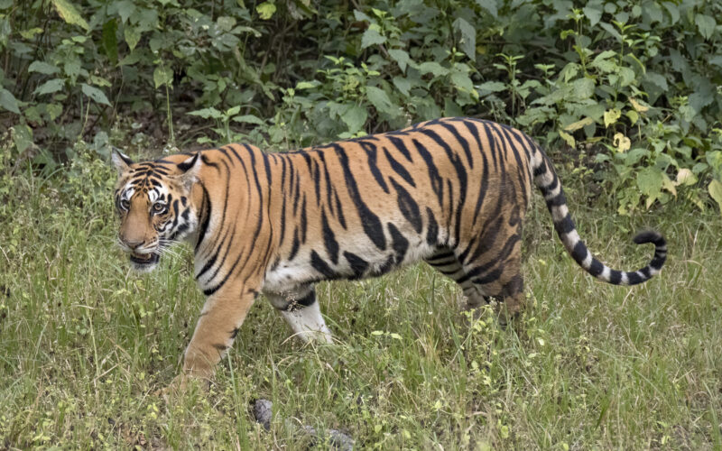 चितवन र पर्सा राष्ट्रिय निकुञ्जमा बाघ गणनाको एक भाग बाँकी