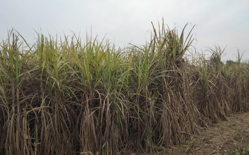 उखुको मूल्य निर्धारणमा चित्त बुझाउँदै किसान