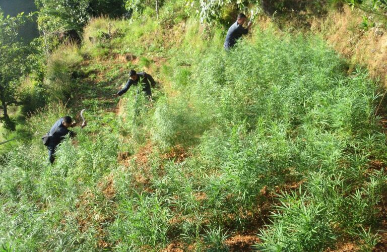 सर्लाहीमा प्रहरीद्वारा गाँजाखेती फडानी अभियान सञ्चालन