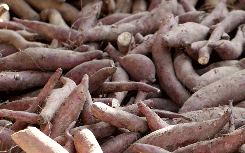 किसानलाई सखरखण्ड खन्नेदेखि बिक्रीका लागि भ्याइ नभ्याइ