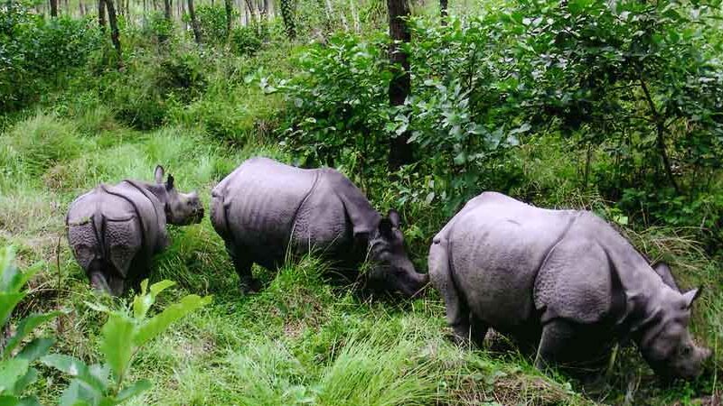 गैँडाको आक्रमणबाट मृत्यु