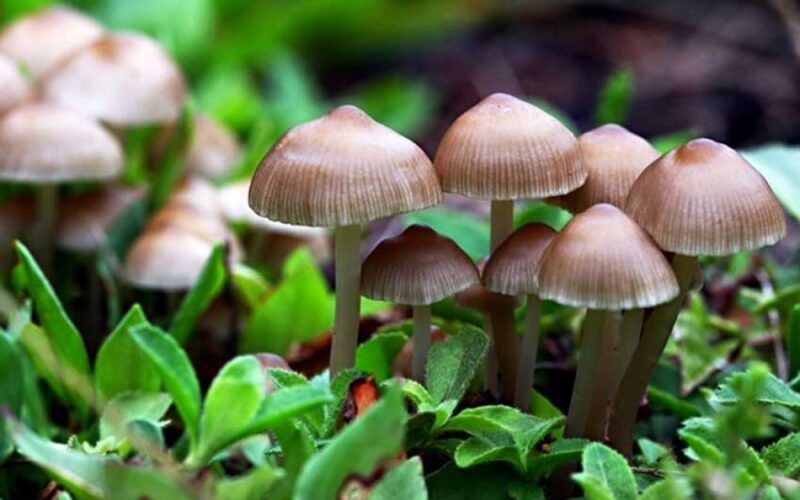 परालको टौवामा उम्रिएको च्याउ खाँदा एकै परिवारका चार जना बिरामी