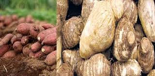 हेटौंडामा तरुल-सखरखण्ड-पिडालुको माग बढ्यो