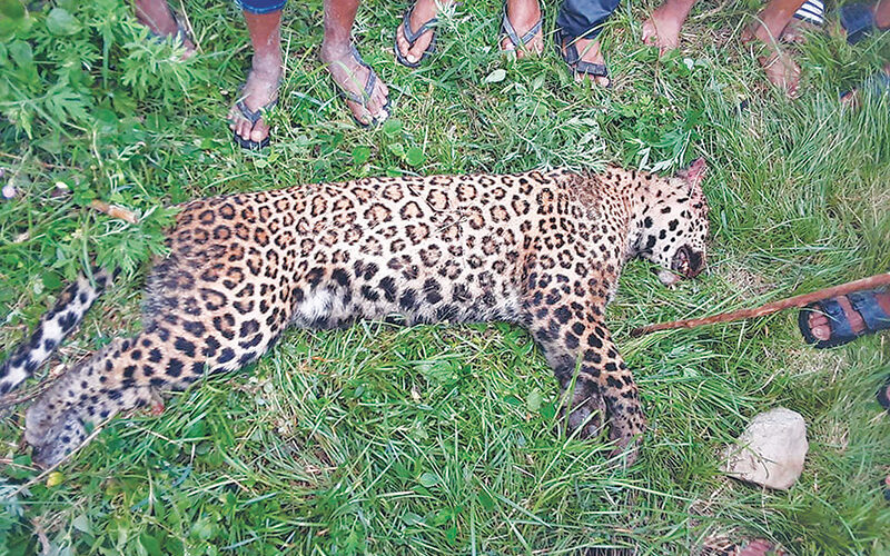 थाहा क्षेत्रमा दुर्लभ वन्यजन्तु पोथी चितुवा मृत फेला