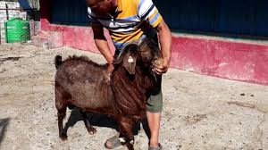 म्याग्दीमा ‘कालाहारी बोयर’ जातको बाख्रा भित्रियो