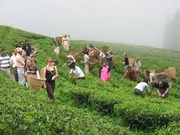 भारतीय अवरोधपछि सबै चिया उद्योग बन्द