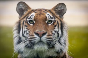 tiger
